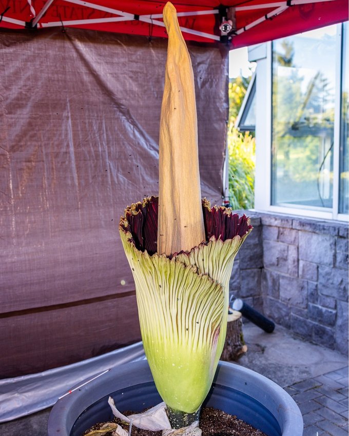 The corpse flower at Washington State University Vancouver bloomed last week.