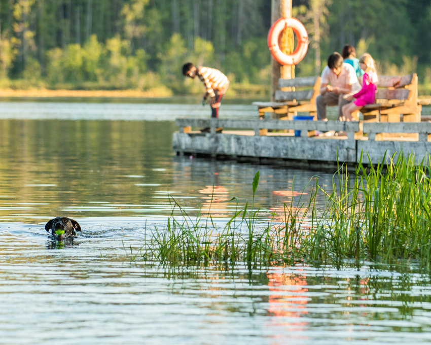 Nevaeh, a miniature Labrador from Olympia, fetches her ball in Deep Lake Tuesday evening at Millersylvania State Park.
