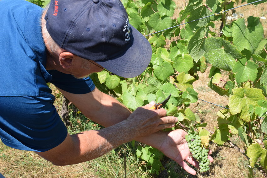 Rezabek Vineyards and Winery co-owner Roger Rezabek holds grapes beginning to turn color at his winery on Aug. 25.