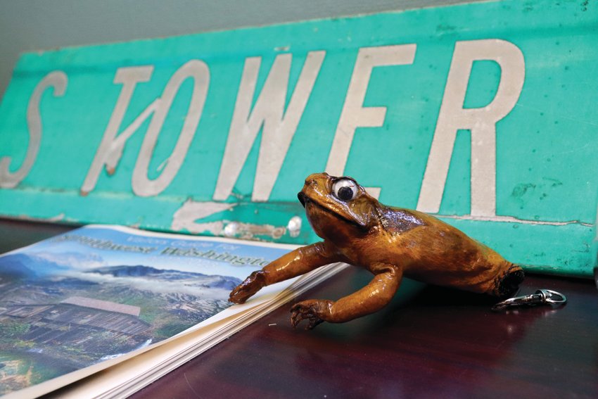 Chronicle reporter Emily Fitzgerald&rsquo;s Packwood Flea Market frog is pictured in her office in Centralia.