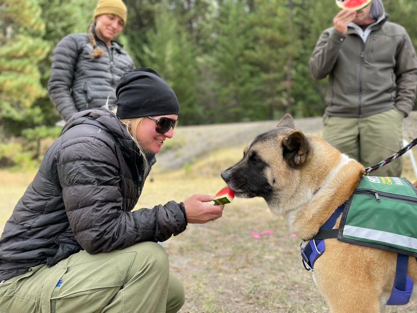 These photographs of therapy dogs from HOPE Animal-Assisted Crisis Response were provided by Gifford Pinchot National Forest Over the Weekend.