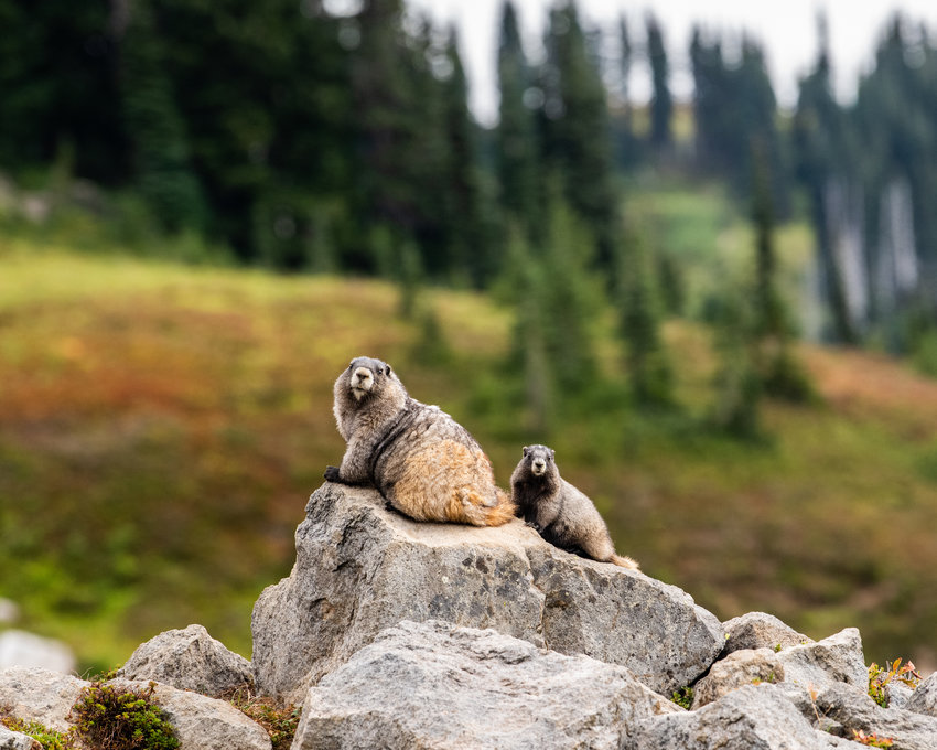 Marmots on a rock look toward Mount Rainier on the Golden Gate Trail at Paradise on Wednesday afternoon.
