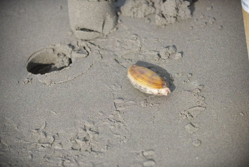 Oregon and Washington's most popular clam digs face another fall of high toxins.