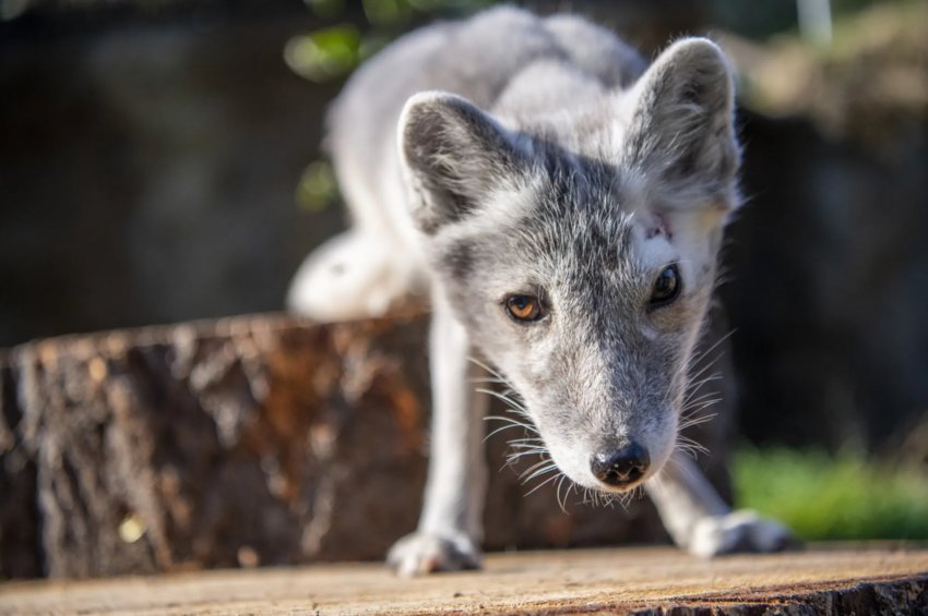 Meet amber-eyed Sven, the lone fox at the Point Defiance Zoo &amp; Aquarium.