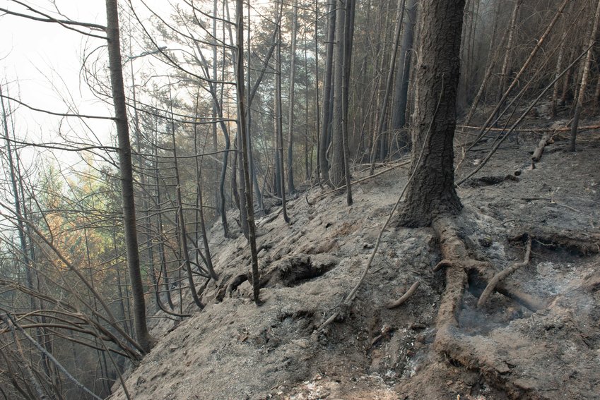 From the Forest Service: Smoldering conditions have eroded much of the roots and ground covering, making the possibility of falling trees even greater.