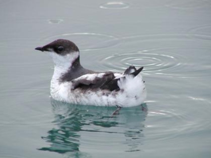Weyerhaeuser Timber Holdings, Inc., has developed a safe harbor agreement with the U.S. Fish and Wildlife Service to protect marbled murrelets, a federally threatened seabird.