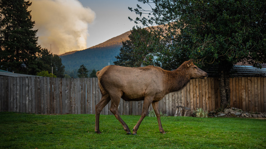 An elk wanders through a Packwood yard Sunday afternoon as smoke from the Goat Rocks Fire rises from the Gifford Pinchot National Forest.
