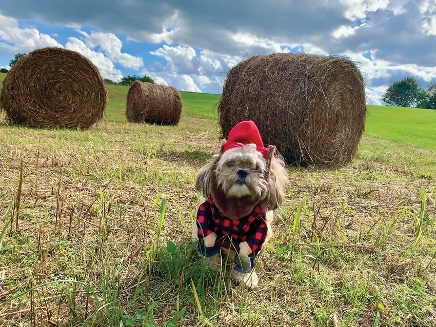 A dog wears a lumberjack costume in a field.