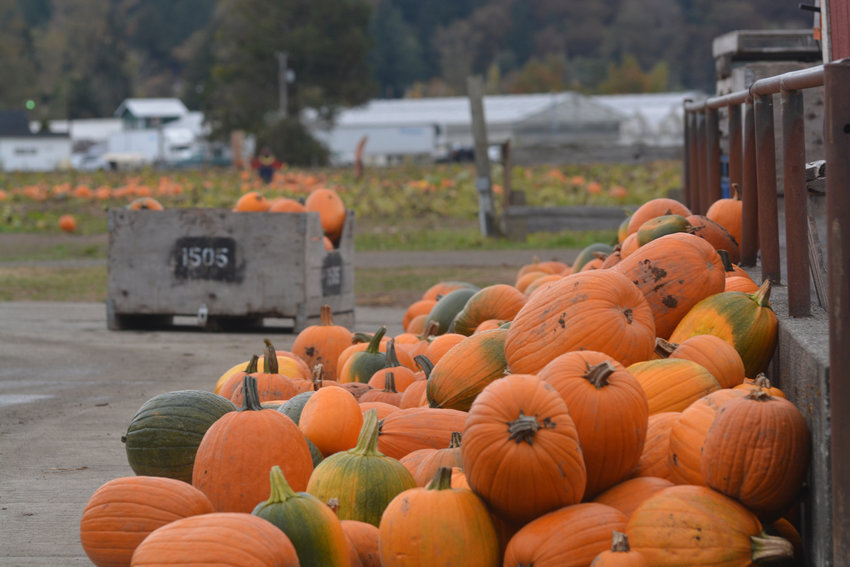 Photos by Jacob Dimond / Nisqually Valley News  A group of newly collected pumpkins sits near the pumpkin patch at Schilter Family Farm.