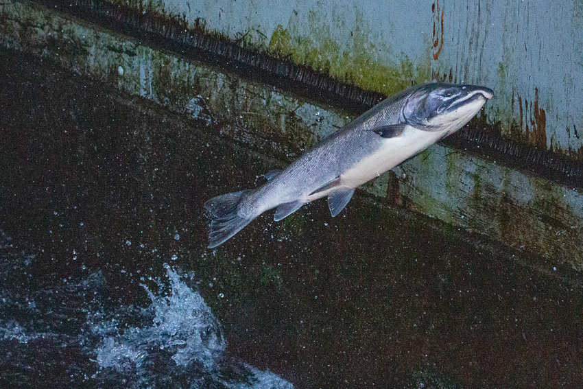 An adult coho salmon launches itself out of the water at the top of the fish bridge located at the Cowlitz Salmon Hatchery at the Barrier Dam.