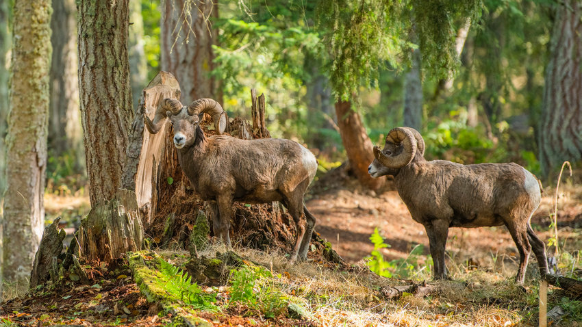 Two bighorn sheep rams graze in the forests at Northwest Trek&rsquo;s free roaming area outside of Eatonville.