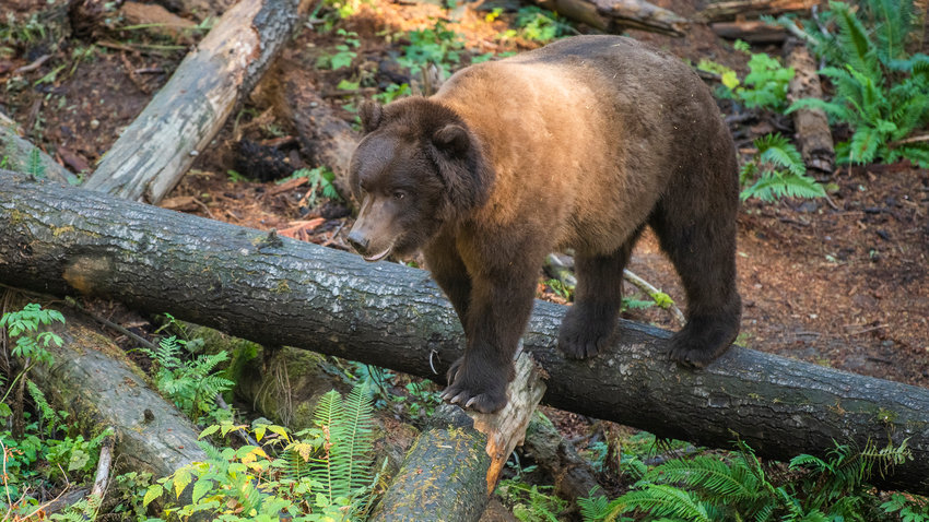 A grizzly bear walks on downed trees at Northwest Trek.