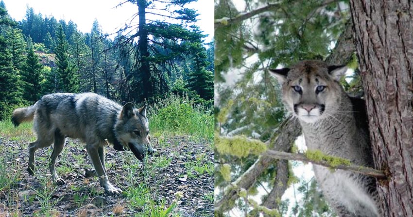 The Washington Department of Fish and Wildlife recently reported evidence that cougars are killing wolves in Washington.&nbsp;