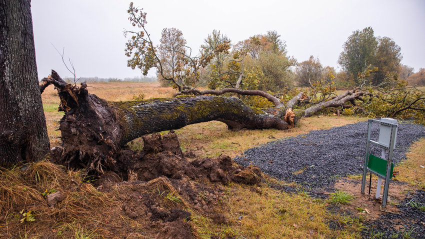 A tree is seen uprooted at a camp site near the Southwest Washington Fairgrounds in Chehalis last November.