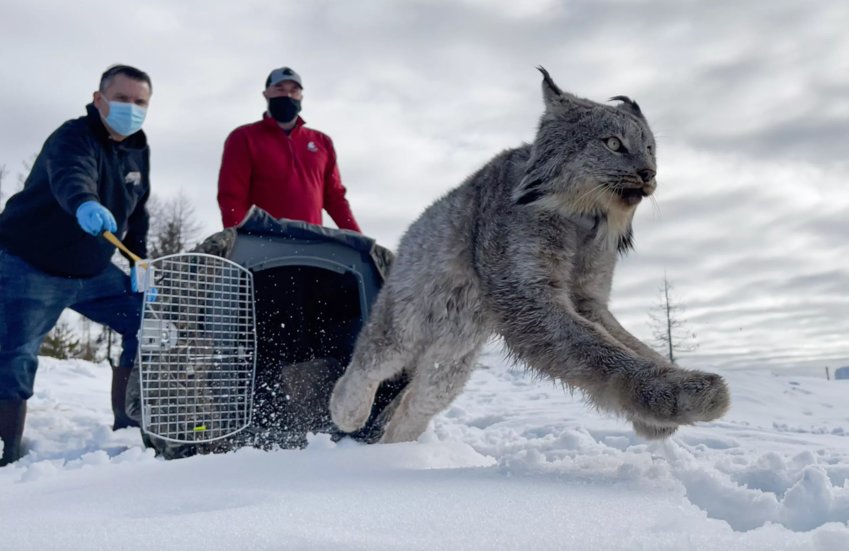 A Canada lynx, which had been trapped in Canada and transported into Washington state, leaps from its crate near Inchelium, Washington Wednesday, Feb. 9, 2022. The release is part of an effort to rebuild the lynx population in the lower 48 states. Releasing the lynx are Michael Finley, left, and biologist Ossian Laspa, right.