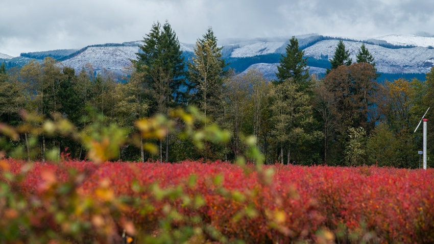 Snow collects on hills above blueberry bushes near Mossyrock as seen from U.S. Highway 12 on Monday.