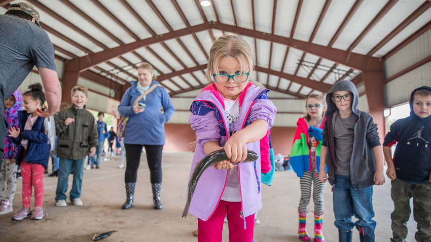 A kindergarten student in Kari Loucks&rsquo; class looks to the camera while holding up a trout at Morton Elementary on Monday.