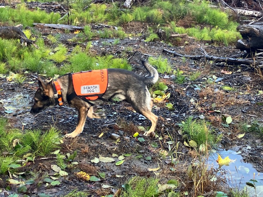 Two dog teams from German Shepherd Search Dogs of Washington led Sunday morning&rsquo;s search, according to the agency.