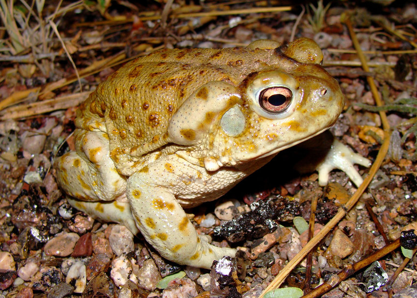 Sonoran desert toads are roughly 7 inches long and emit a weak, low-pitched cry that can be compared to a &quot;toot,&quot; the National Park Service said in a recent public service announcement. The agency asked guests to not lick the toad's potent toxin that carries hallucinogenic properties. (Dreamstime/TNS)