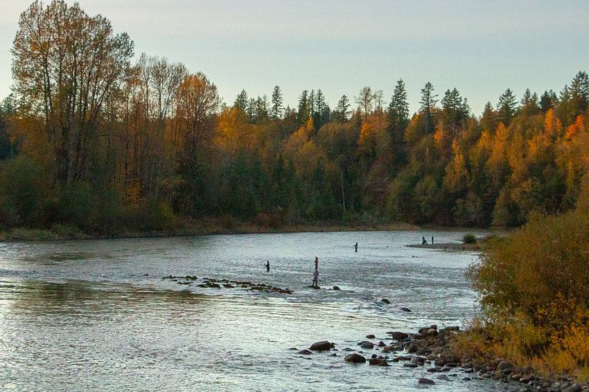 FILE PHOTO &mdash; Local anglers try their luck early fishing for salmon in the Cowlitz River near Salkum amongst the fall foliage.