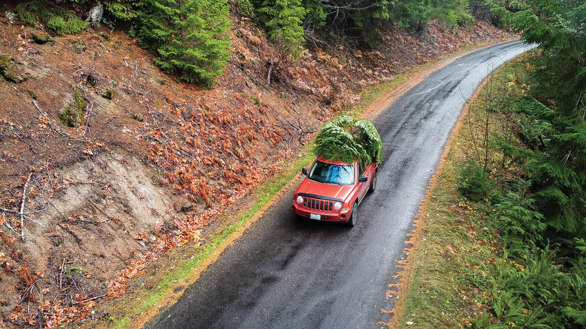 A Christmas Tree sits atop a vehichle traveling down Forest Road 23 in the Gifford Pinchot National Forest on Tuesday.