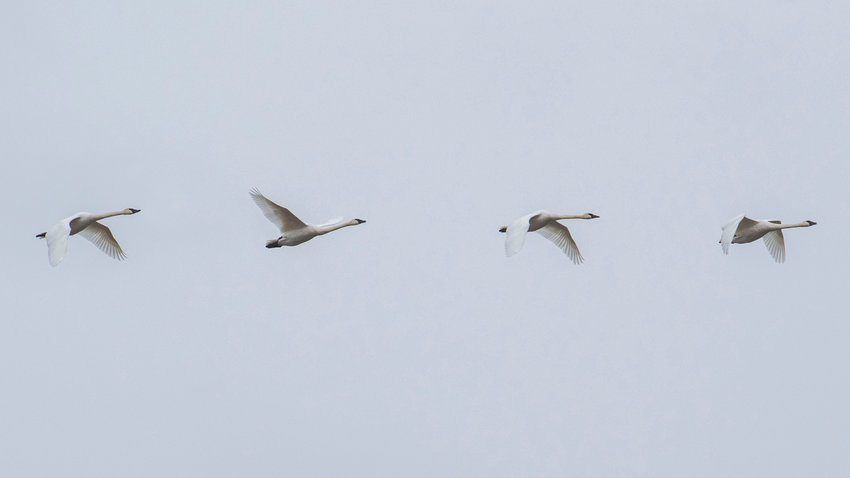 Four trumpeter swans fly in sync over the Willapa Hills Trail in Chehalis on Friday afternoon, honking as they go.
