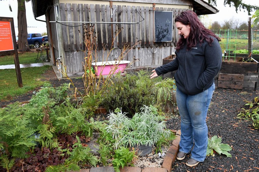 Tessa Halloran, education outreach coordinator, shows off white sage at the Cowlitz Indian Tribe's Community Wellness Garden on Monday, Nov. 7, in Toledo. Herbs from the garden will be used for medicinal purposes, spiritual practices and cooking.