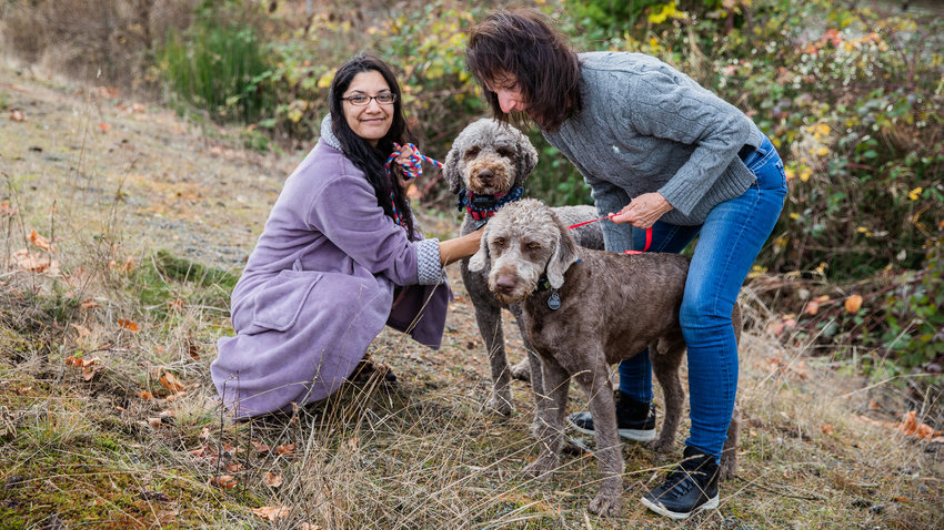 Maricruz Valencia, of Rochester, and April Thornton, of Centralia, stop to help secure Buddy and Spike, two poodle-crosses who left their property along Russell Road in Centralia before walking through traffic near Interstate 5 where they were captured off Airport Road and later returned to their owner Friday afternoon.