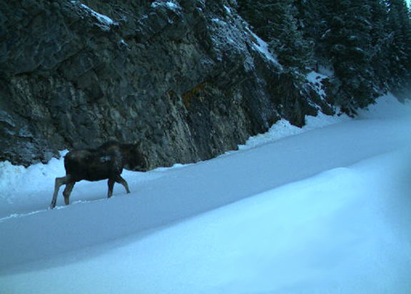 Mount Rainier National Park recorded its first-ever moose sighting on Thursday. This is also the first-ever moose sighting in southwest Washington, the National Park Service said.