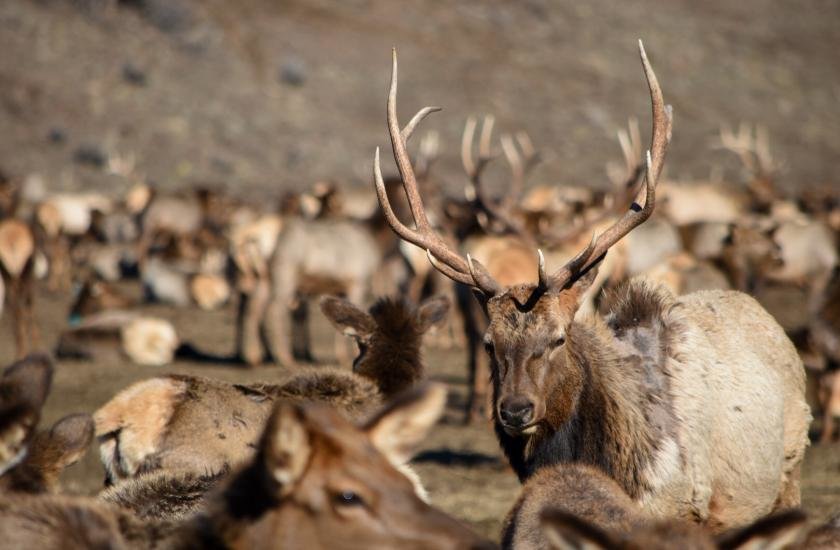 Elk feeding is scheduled to begin at the Oak Creek site near Naches on Dec. 15, according to the wildlife area's manager, Greg Mackey.