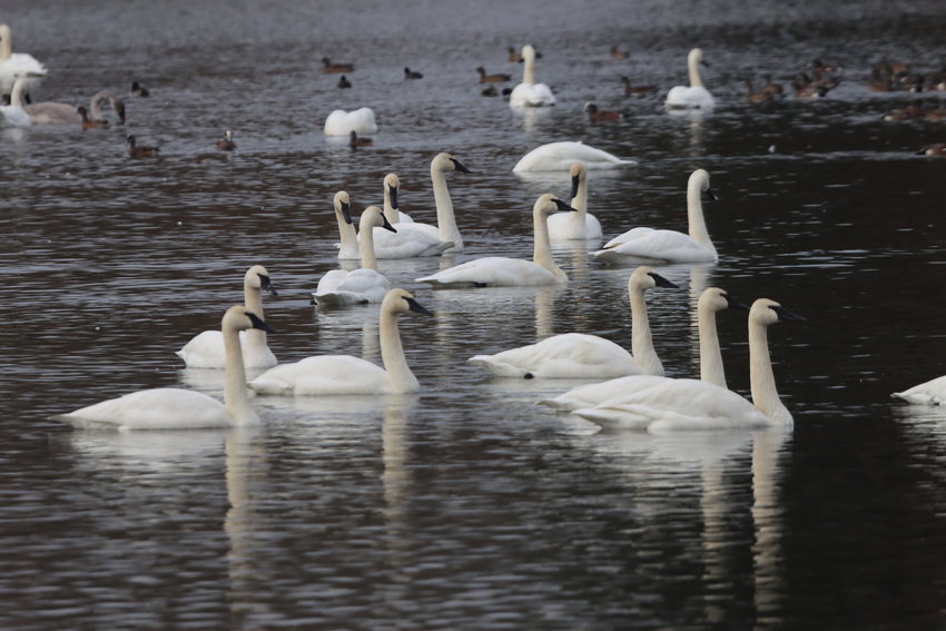 Swans are pictured on Hillburger Pond in this photo by Terry Martin.