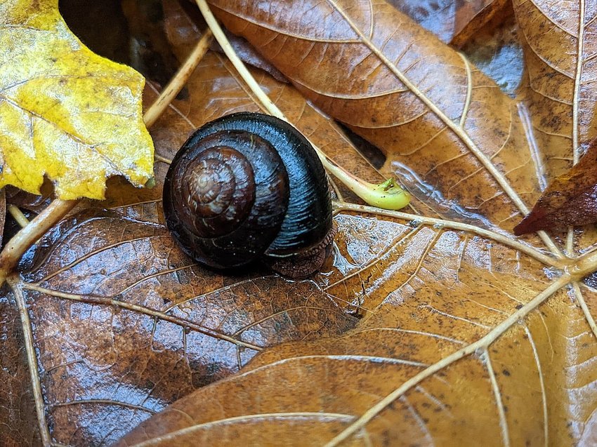 Stephanie Eschenwald took first place in the adult category for this shot of a snail making its way across a fallen leaf titled, &ldquo;Snail Travel.&rdquo;&quot;