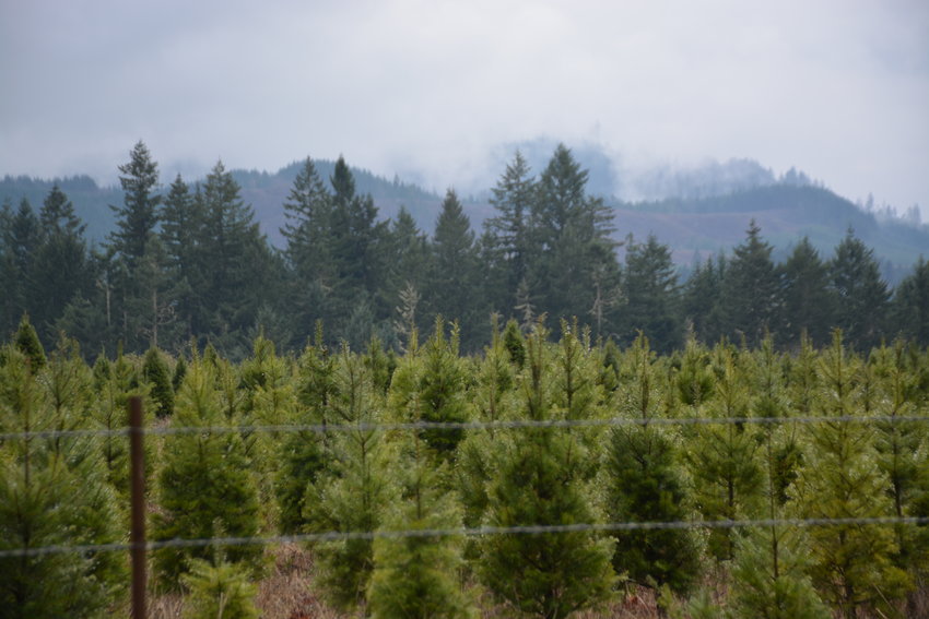 Sprouffske Trees Inc. has been in existence since 1965, providing Christmas trees for half a million homes in the area.