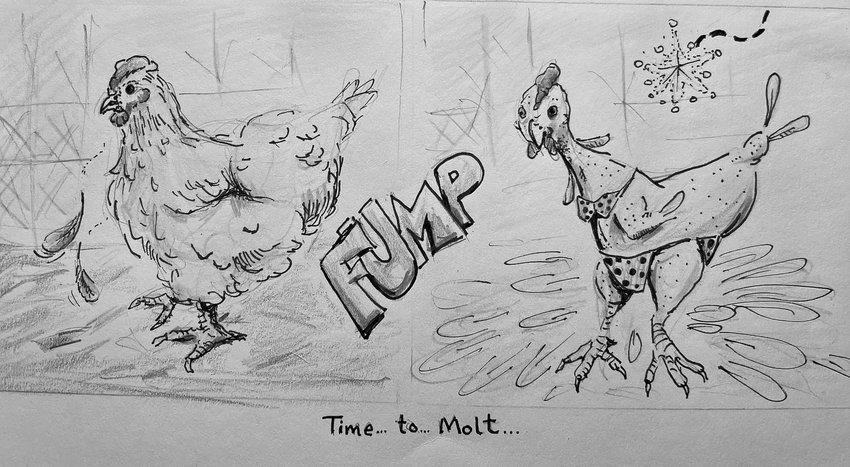 The cartoon above was drawn by letter writer Michael Forney, of Rochester, in response to an article in the Dec. 14 edition of The Reflector titled &ldquo;Hawk attack or hard molt? If the latter, here&rsquo;s how to help the hen.&rdquo;