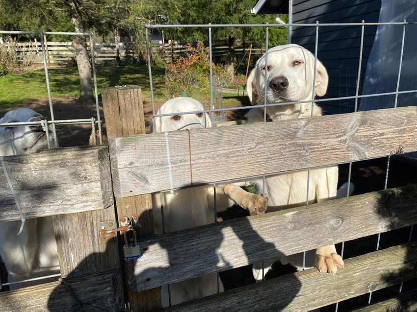 A photo of Andrew Deusen's missing dogs, taken and texted to Deusen by a Lewis County Sheriff's Office deputy who visited Debra Cramer's property on Little Hanaford Road in November.