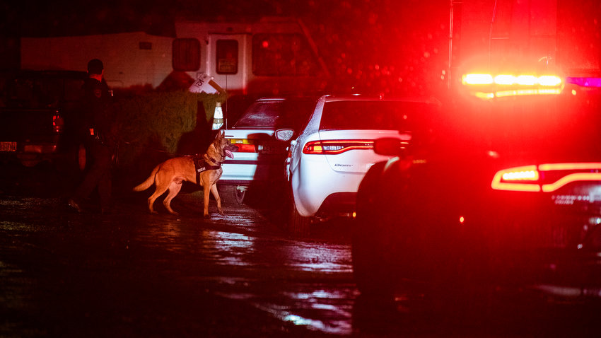 K9 units search an area around the Peppertree West Motor Inn in Centralia Friday evening.
