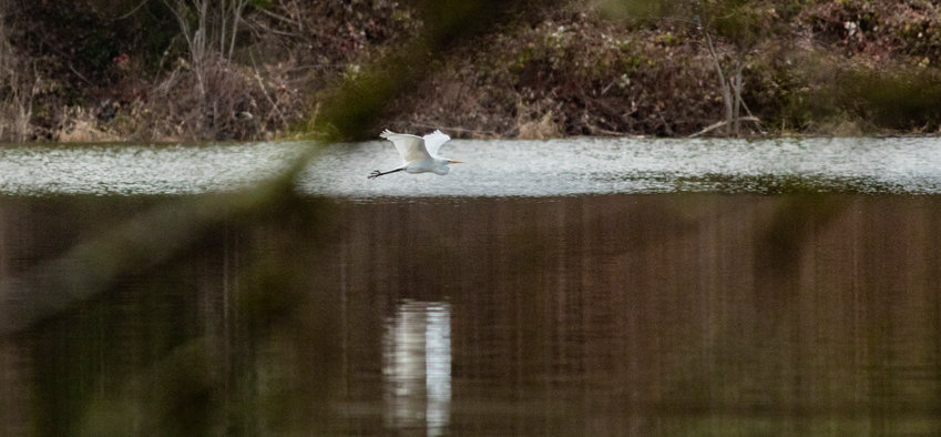 A great egret glides above Hayes Lake near where the Skookumchuck River flows under Interstate 5 on Thursday afternoon in Centralia.
