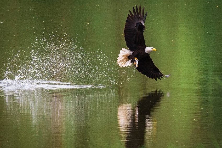A bald eagle swoops down onto Fort Borst Lake in Centralia to snatch a fish last May.