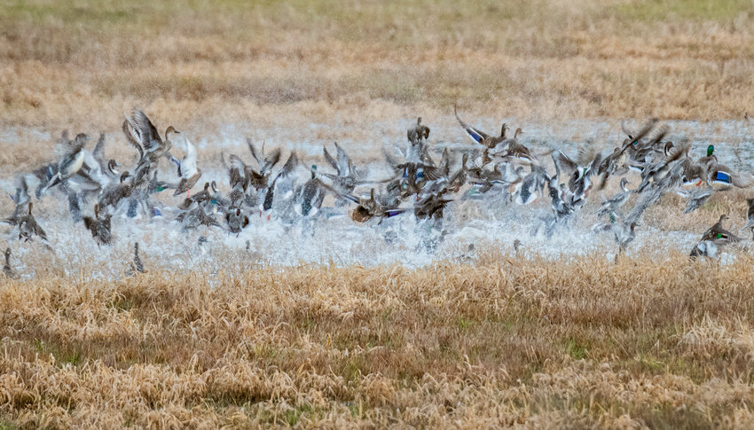 In a frenzy of feathers and splashing puddles, ducks of various species take flight from a field along Tune Road in Chehalis Saturday afternoon.