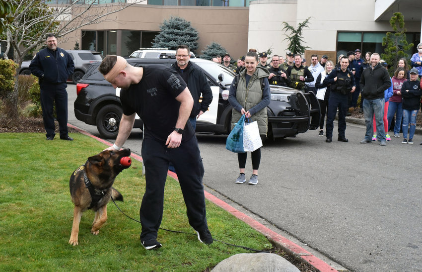 Centralia K9 Officer Stephen Summers is reunited with Samson after being stabbed by a child rape suspect in Chehalis on Friday. He was released from Providence Centralia Hospital in February 2022.