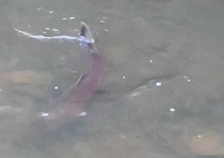A salmon is pictured in Olequa Creek in Winlock last November in this screen capture from a video provided by Darren Soares.  The full video is at chronline.com.