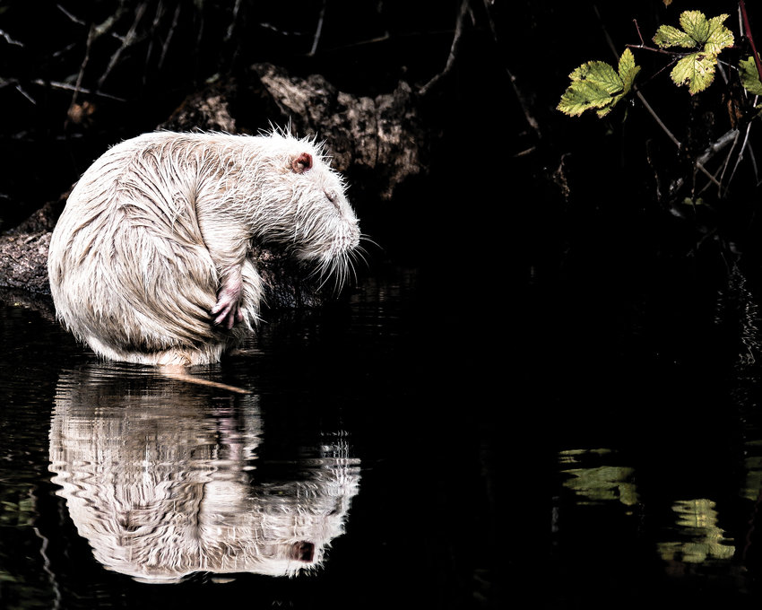 A rare albino pigmented nutria, an invasive species, sits in the water at the Ridgefield National  Wildlife Refuge in September of 2018.