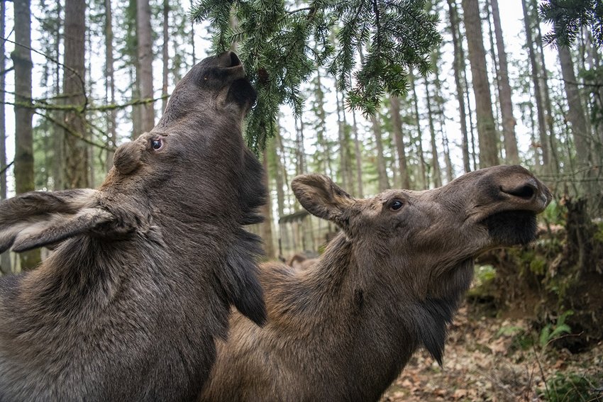 Three young moose are pictured at Northwest Trek Wildlife Park in Eatonville, Pierce County.