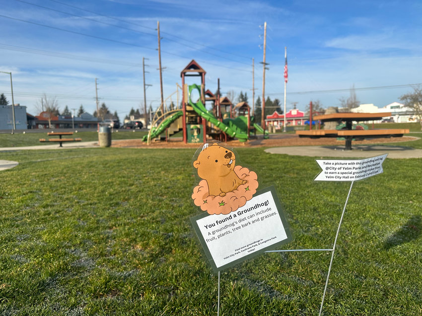 One of the hidden groundhogs was located in the middle of Yelm City Park on Groundhog Day.