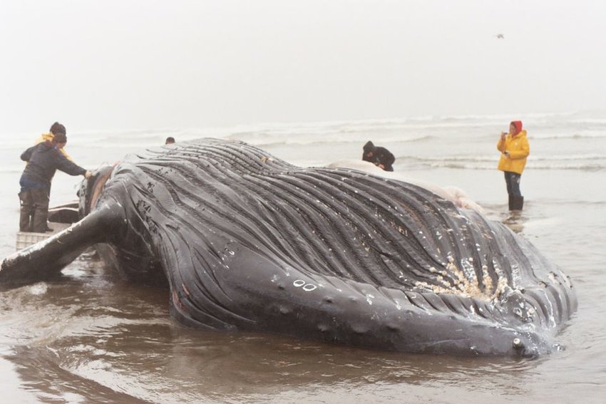 A 56-foot humpback whale undergoes a necropsy in Long Beach, Wash., Oct. 9, 2006.