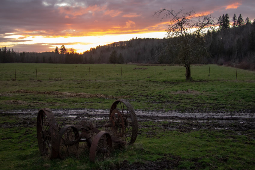 Old tractor wheels sit in a field in Salkum Friday evening as the sun sets.