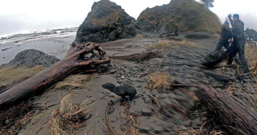 A fur seal pup entangled in material around its neck is rescued by four Northwest scientists on a research excursion on a beach in the Olympic Peninsula. &ldquo;If we hadn&rsquo;t been able to remove the elastic, the animal likely would have died,&rdquo; says Shawn Larson, Seattle Aquarium senior conservation research manager. (Seattle Aquarium)