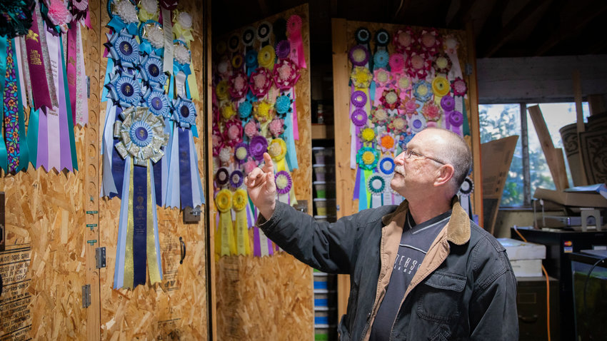 Wayne Lobaugh points and talks about ribbons he has been awarded for his dahlia blooms on display in his garage.
