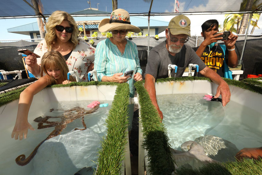 At the Kanaloa Octopus Farm, shown here on Sept. 30, 2022, in Kona, Hawaii, efforts are being made to breed octopus for human consumption. Paying visitors are allowed to visit the octopus in captivity and put their hands in the tanks to let the octopus approach. (Carolyn Cole/Los Angeles Times/TNS)