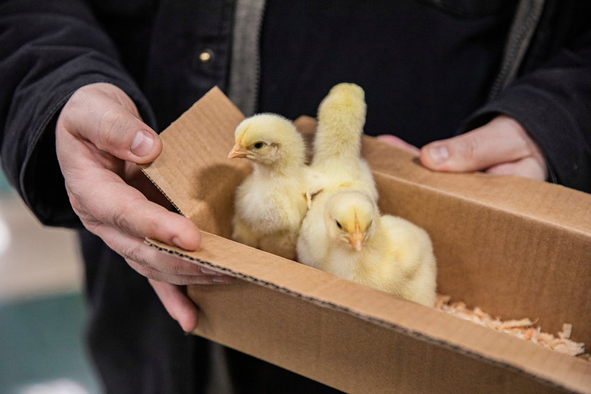 Chicks poke their heads up from a cardboard box in the Farm Store in Chehalis on Thursday as they prepare to be taken home. The customer who bought the chicks showed a picture of his backyard flock&rsquo;s eggs in various colors, saying buying new chicks was &ldquo;addictive.&rdquo; The Chick Days sale at the Farm Store, located at 561 W. Main St. in Chehalis, continues through Saturday, March 4.